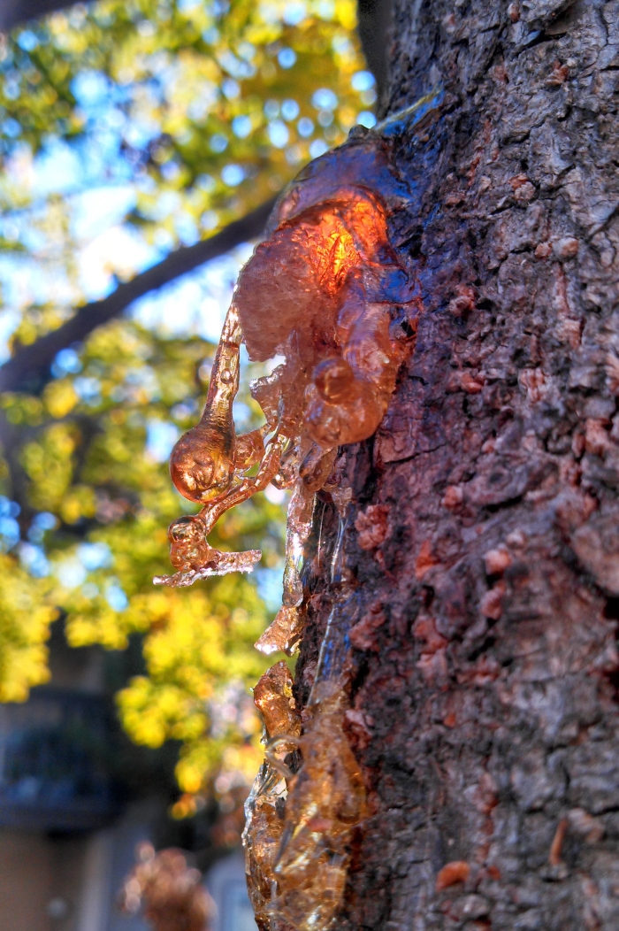 Formation of Amber  